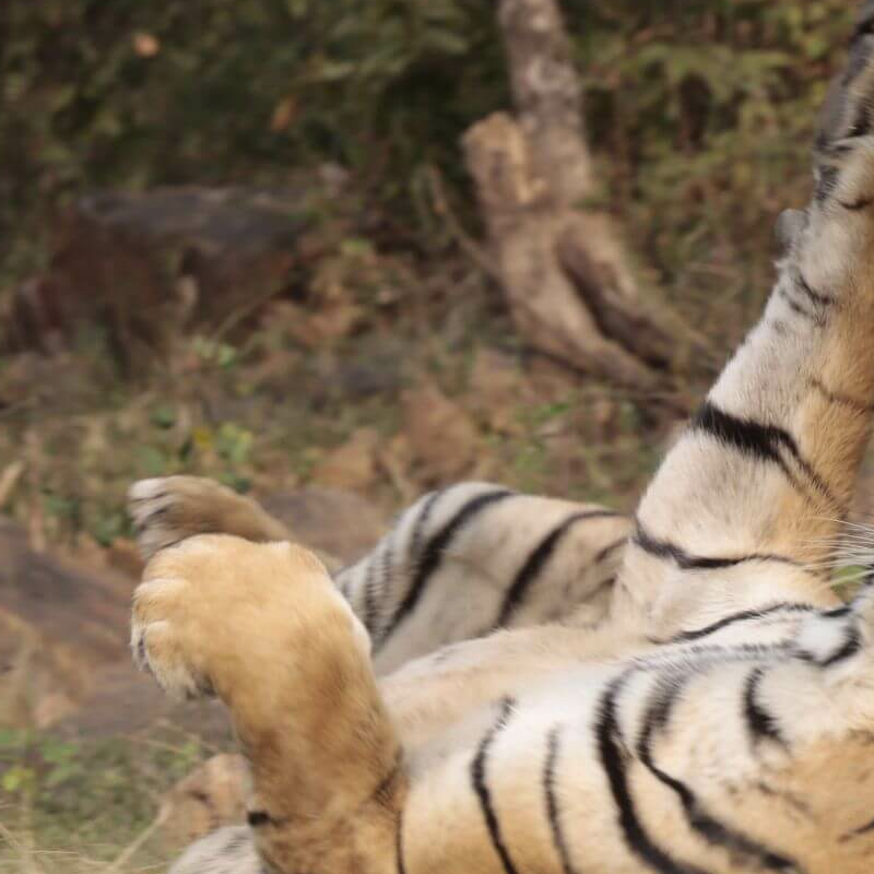 Sariska-Nationalpark