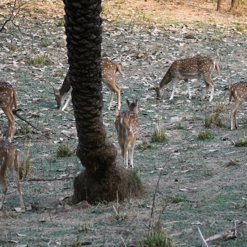 Sariska-Nationalpark