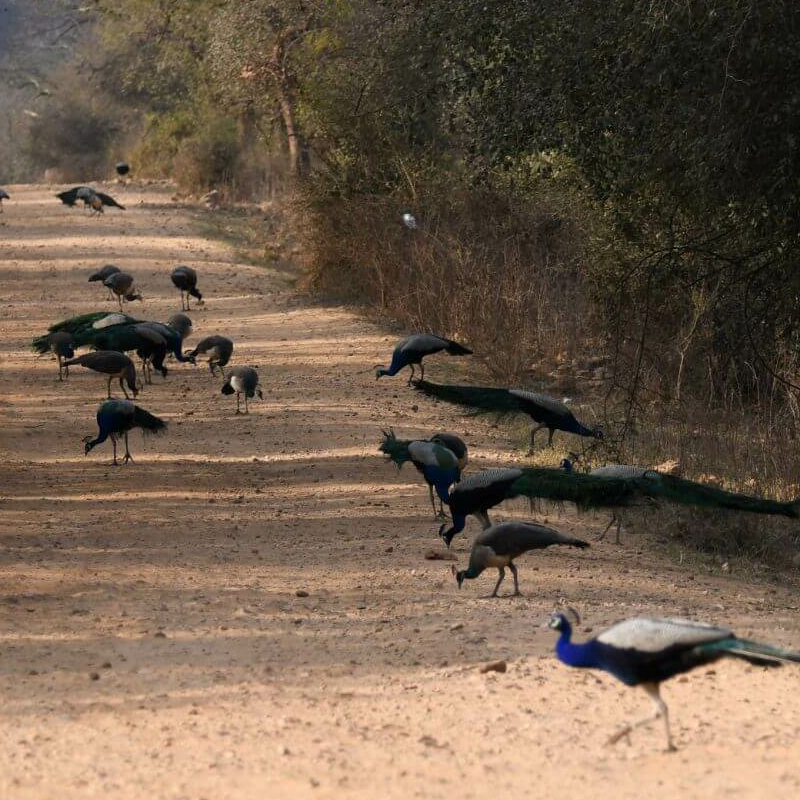 Sariska-Nationalpark