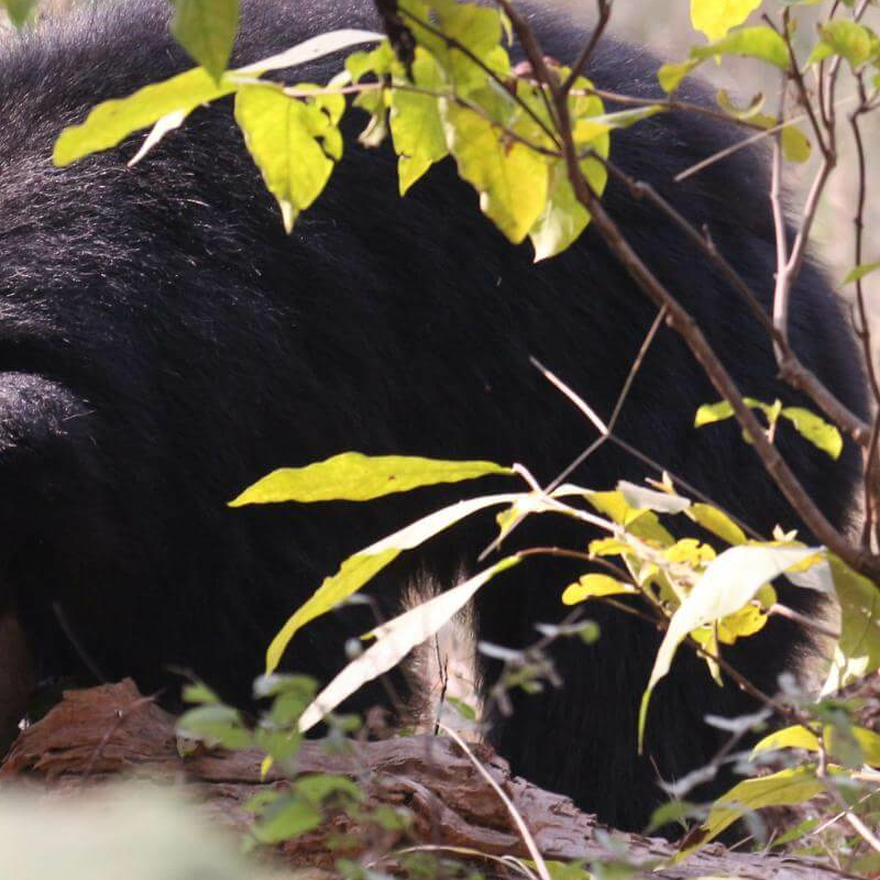 Satpura-National Park