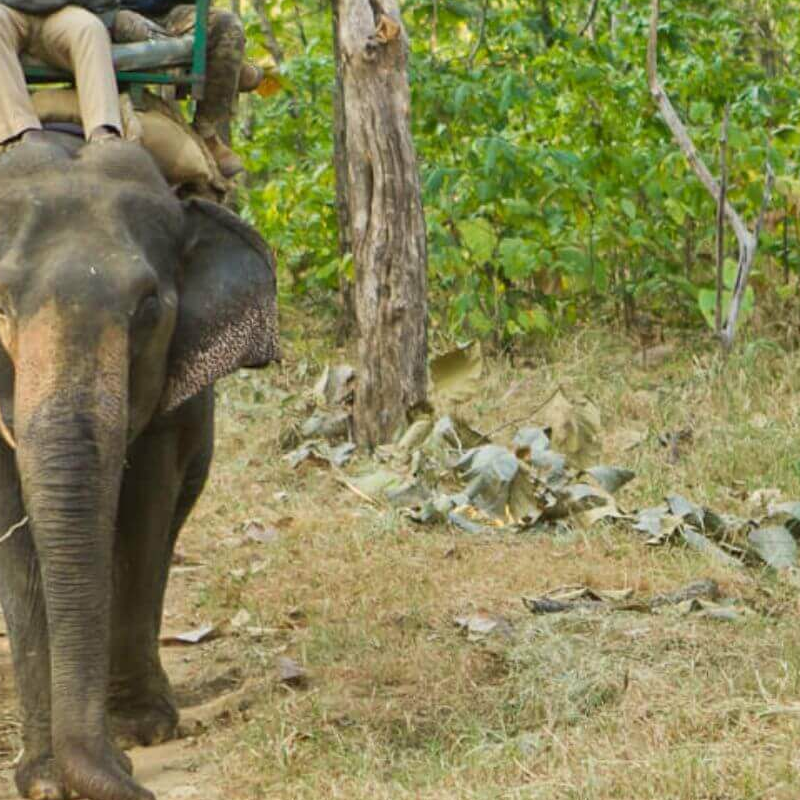 Satpura-National Park