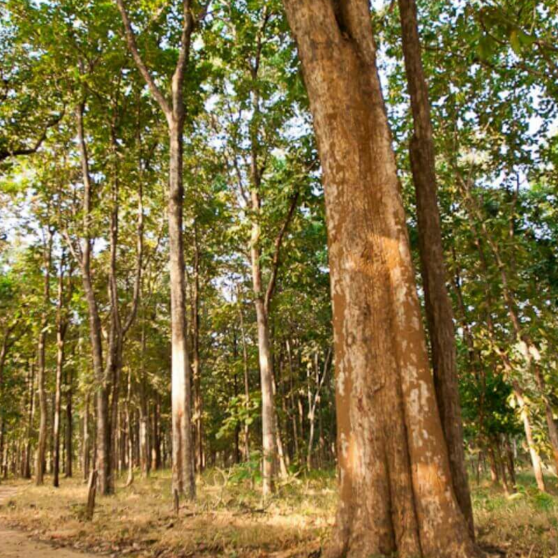 Satpura-National Park