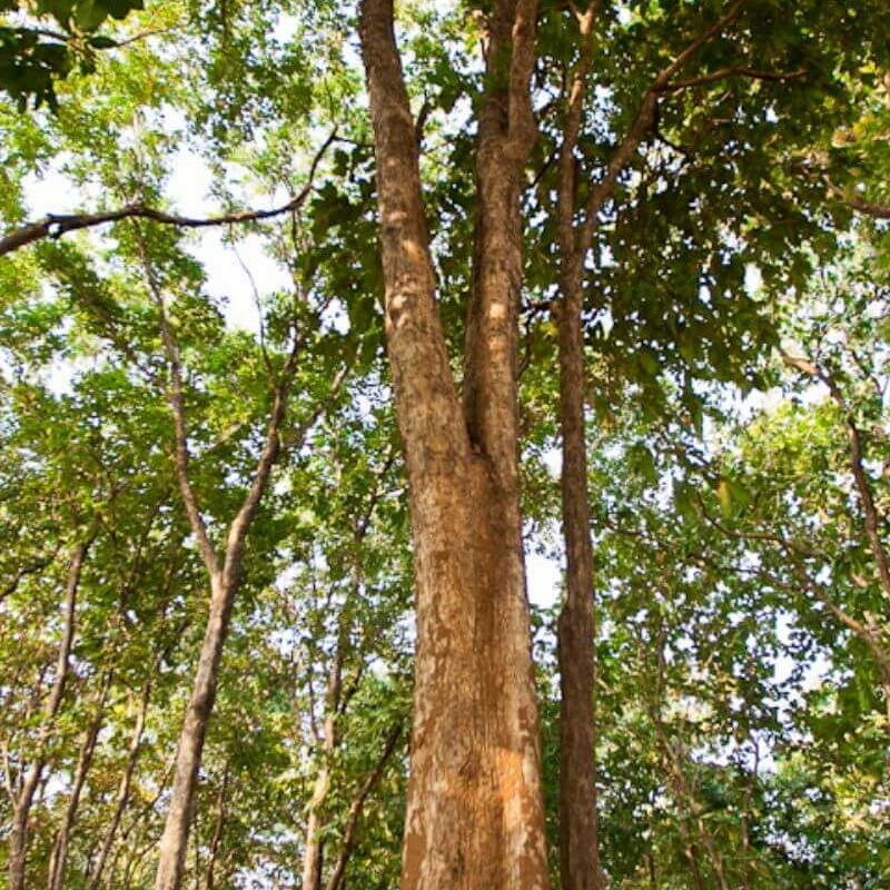 Satpura-National Park