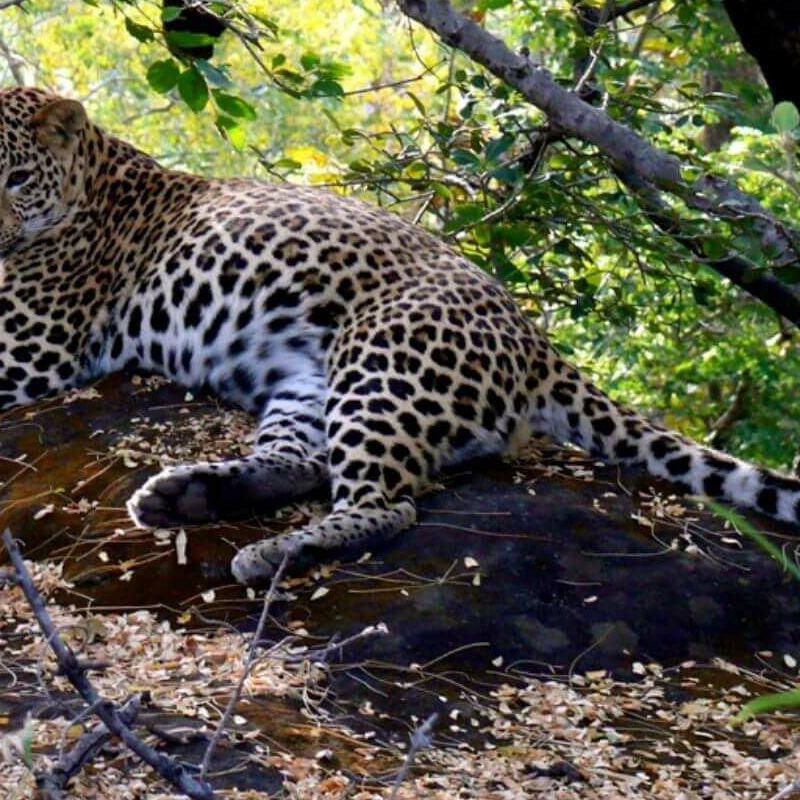 Satpura-National Park