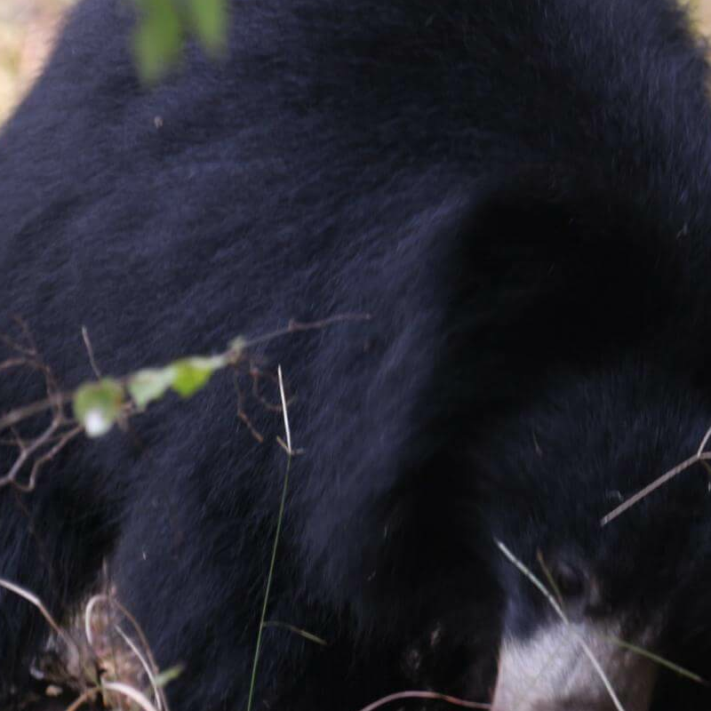 Satpura-National Park