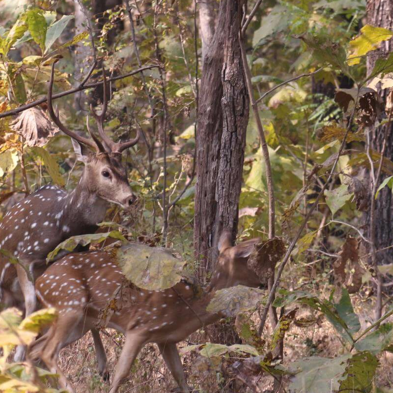 Satpura-National Park