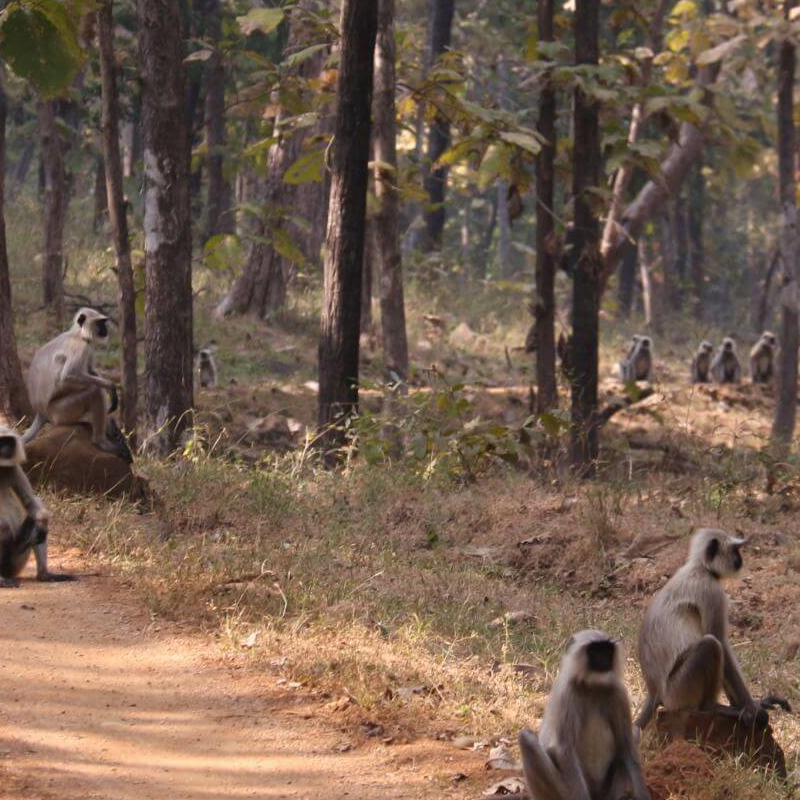 Satpura-National Park