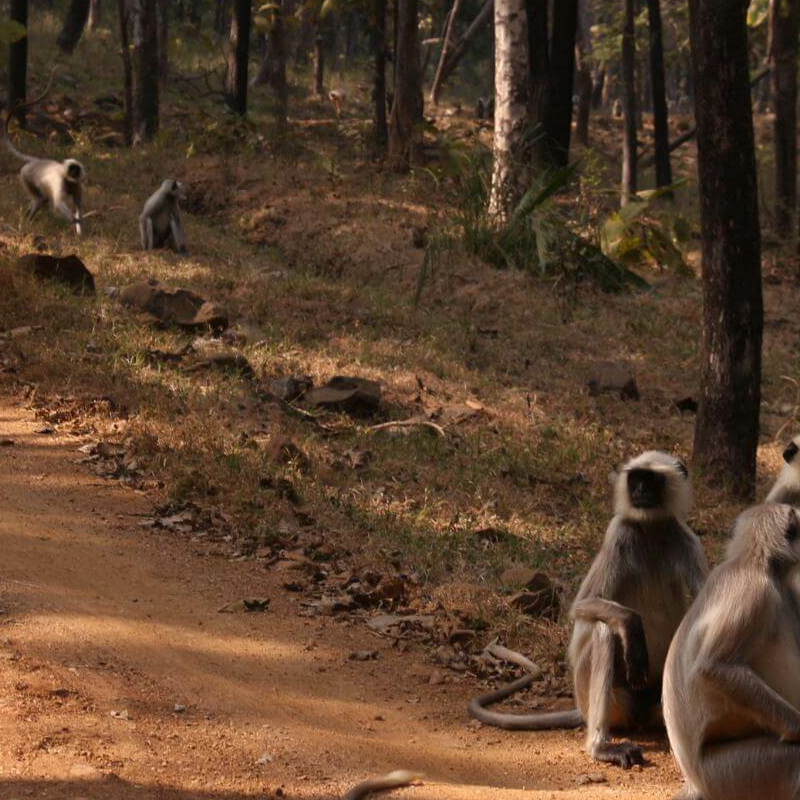 Satpura-National Park