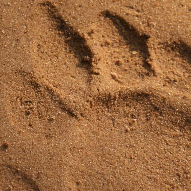 Satpura-National Park