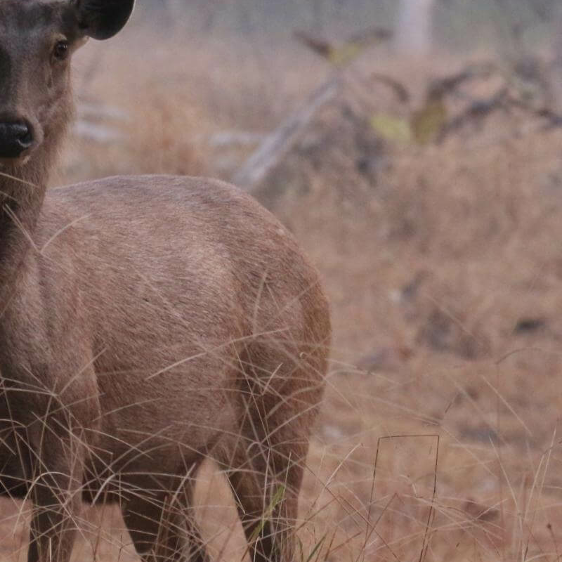 Satpura-National Park