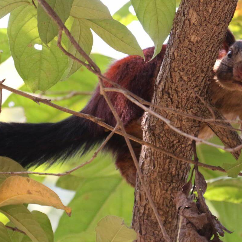 Satpura-National Park