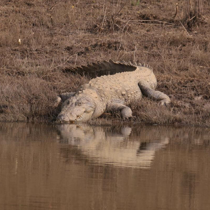 Satpura-National Park