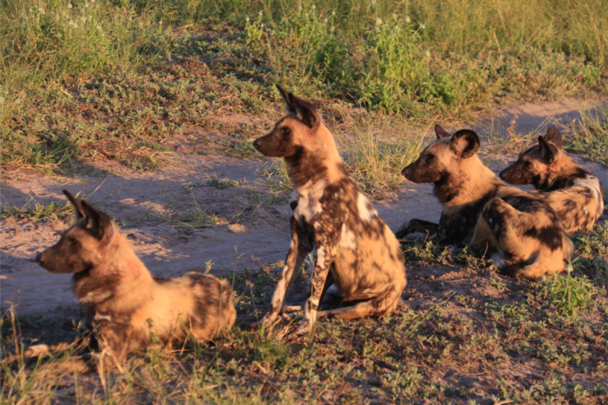 Savuti Marsh