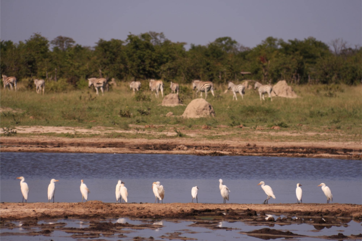 Savuti Marsh