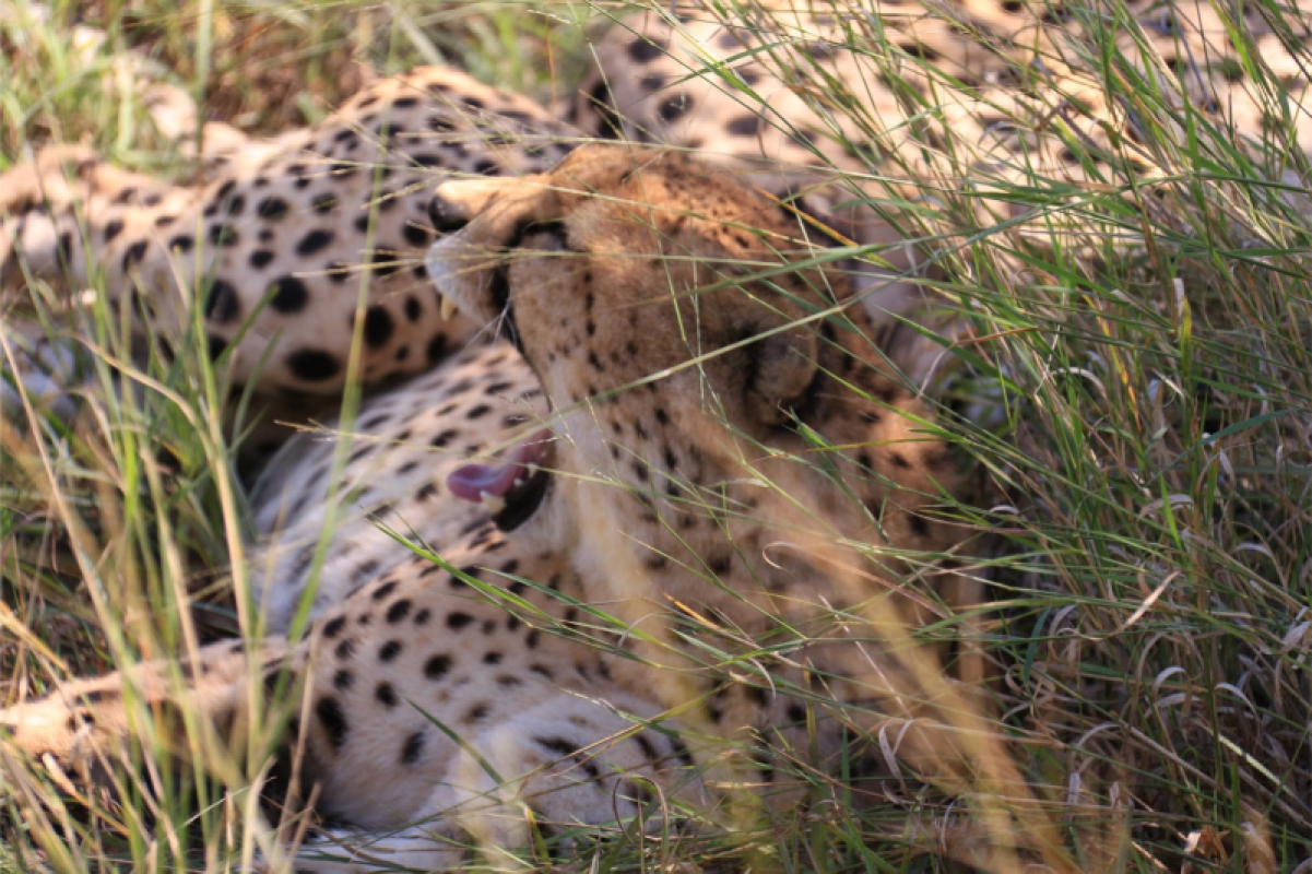 Savuti Marsh