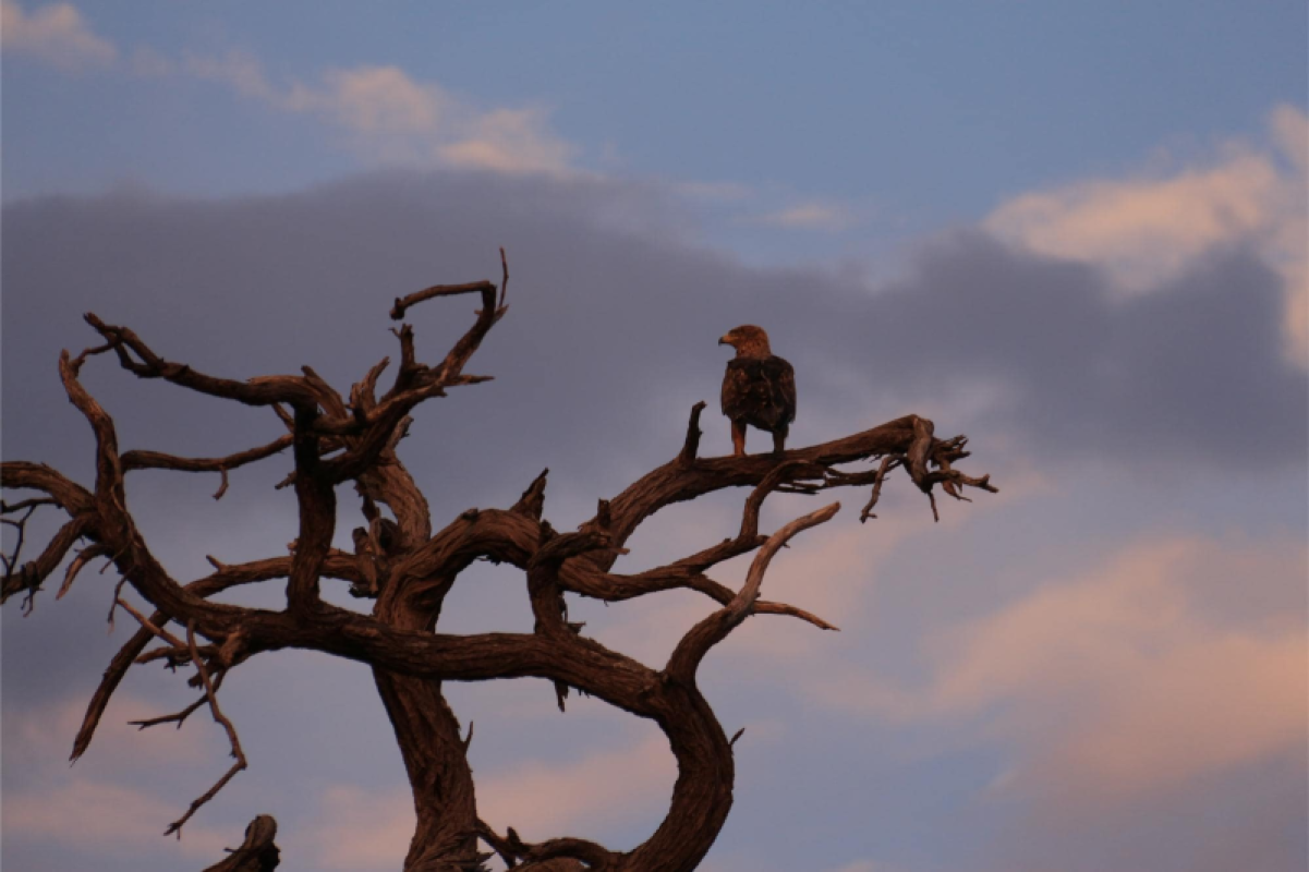 Savuti Marsh