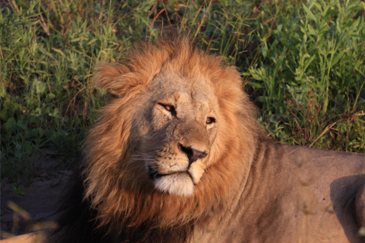 Savuti Marsh