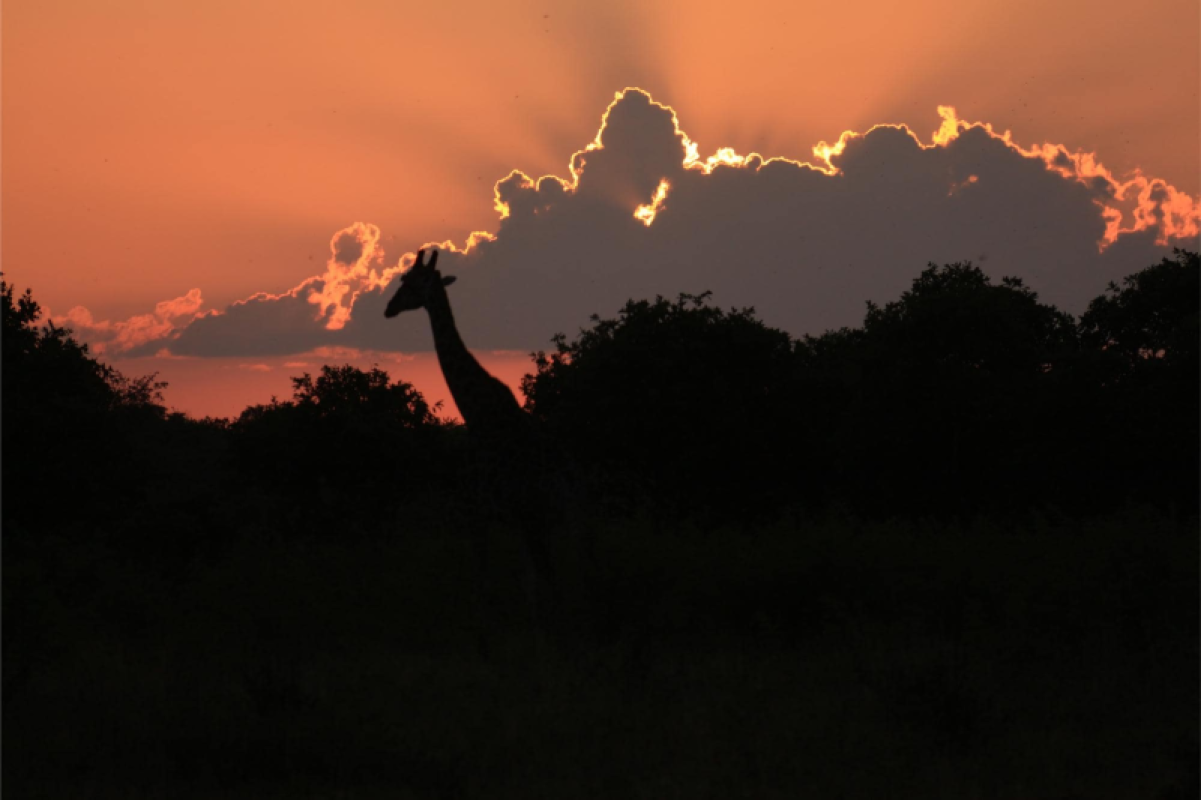 Savuti Marsh