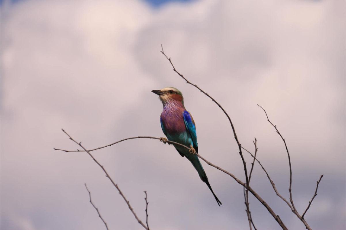 Savuti Marsh