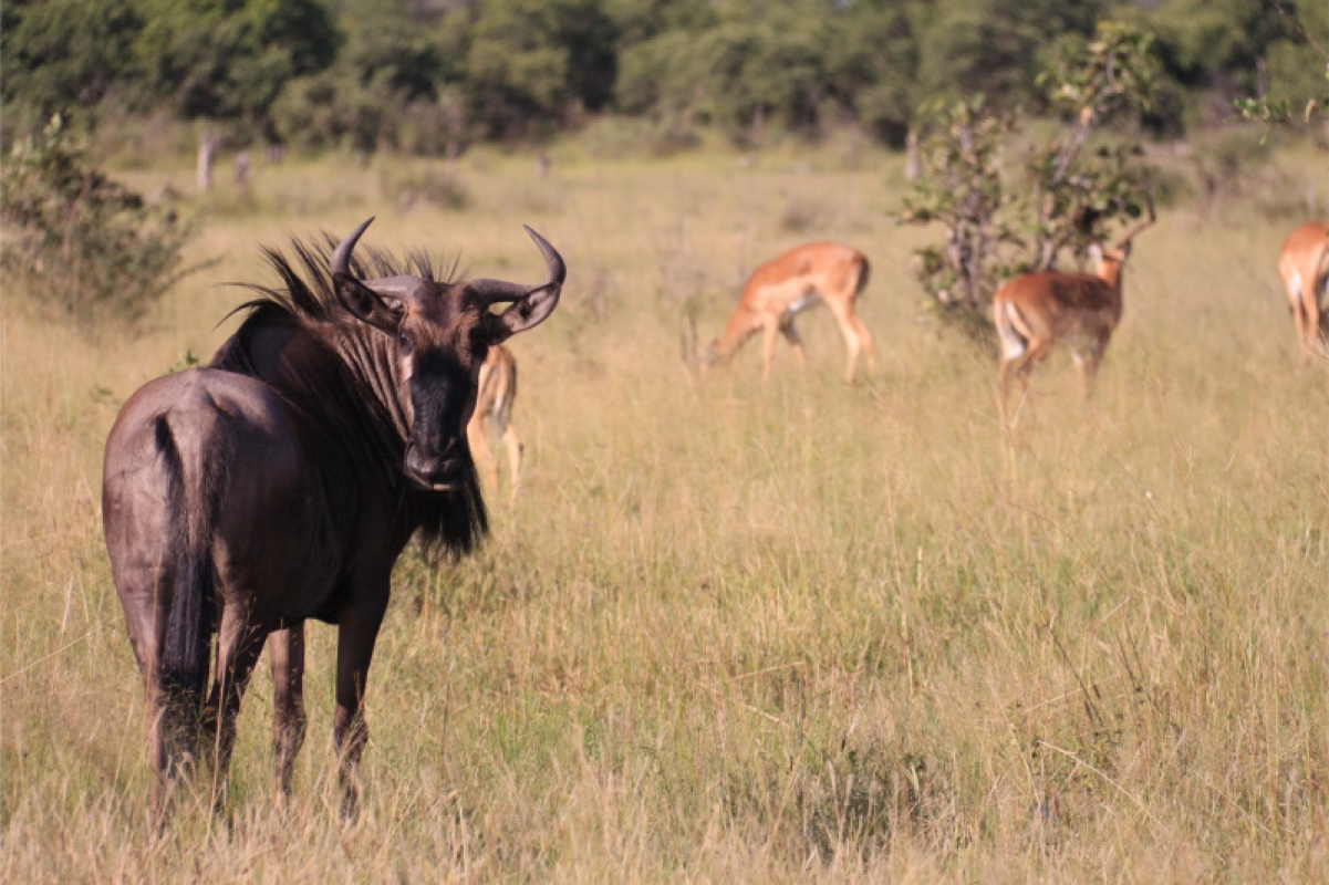 Savuti Marsh
