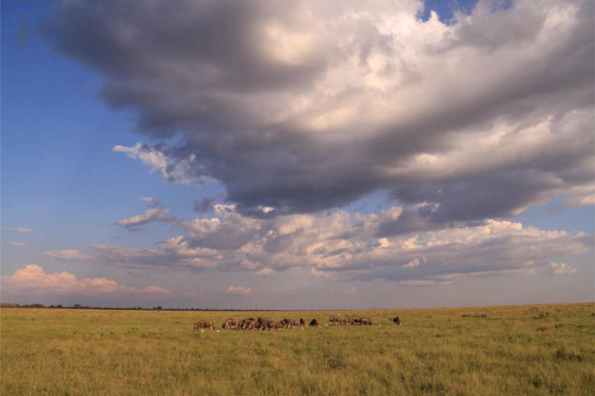 Savuti Marsh