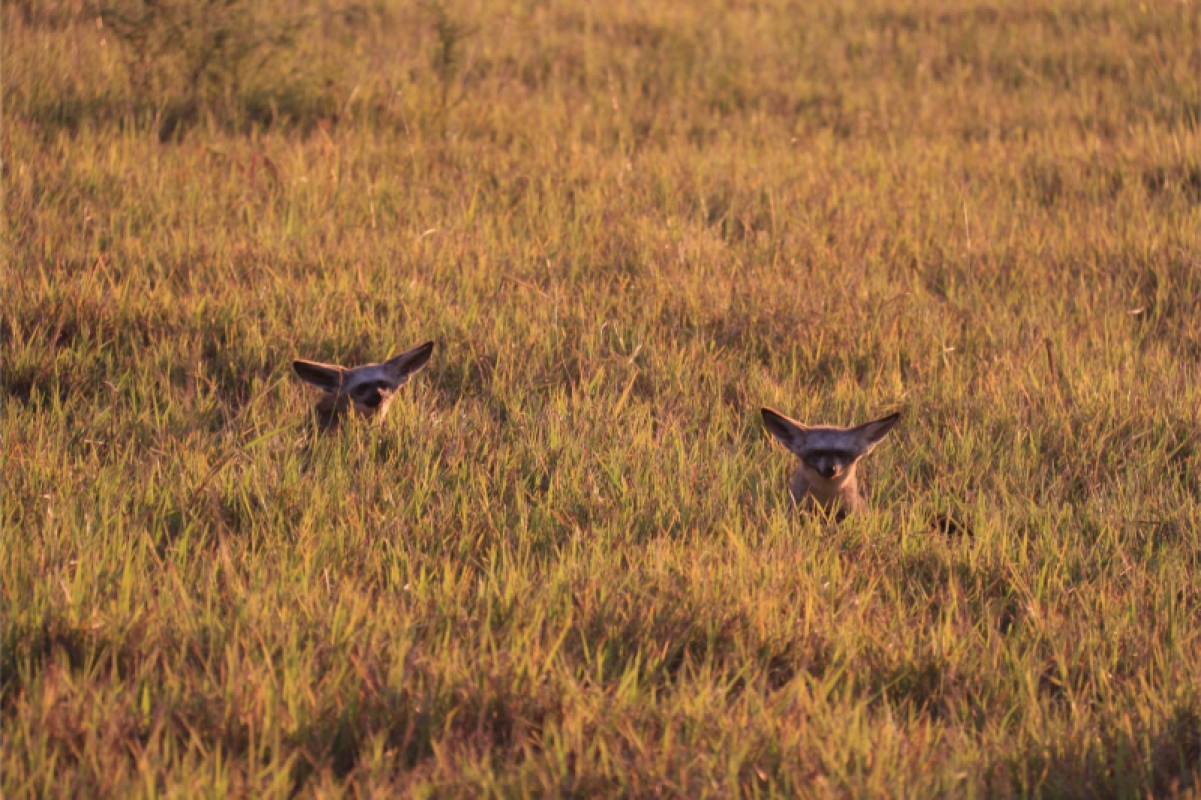 Savuti Marsh