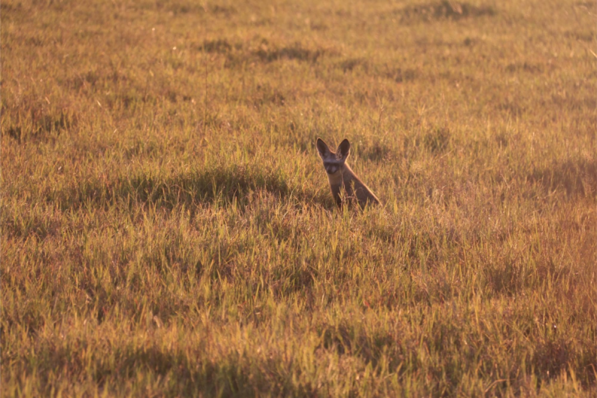 Savuti Marsh