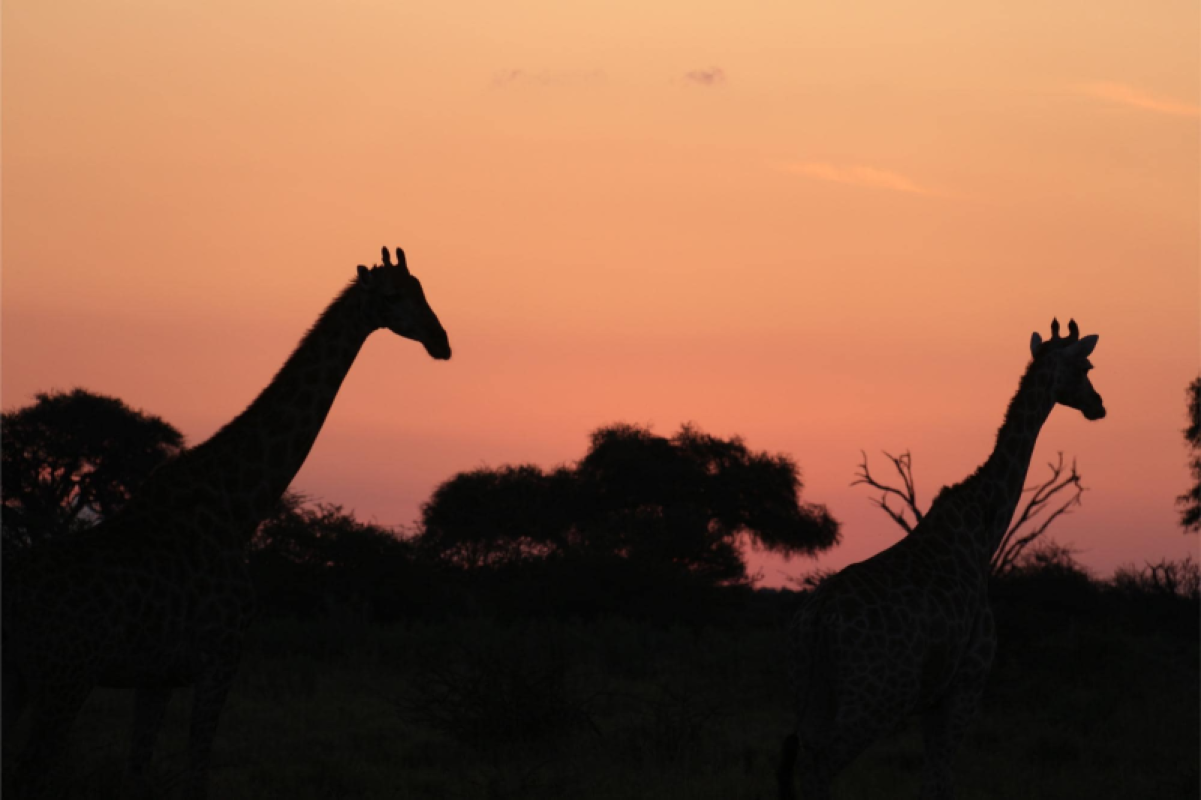 Savuti Marsh