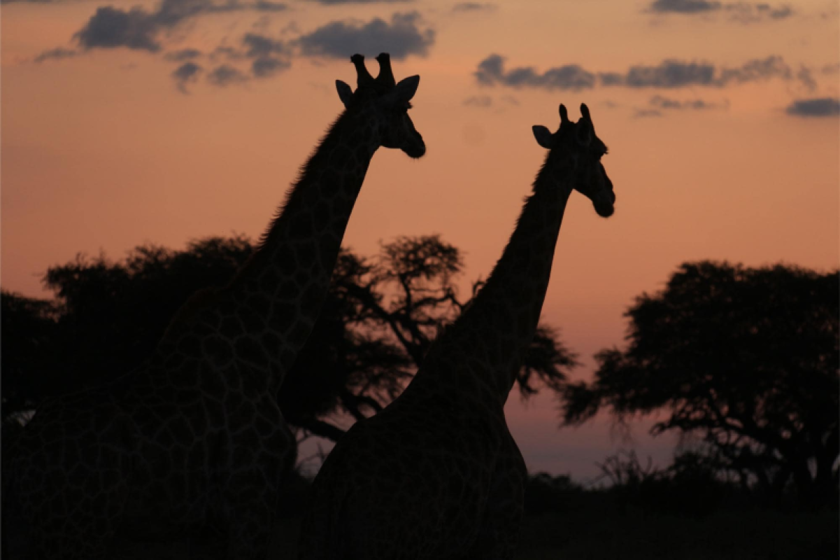 Savuti Marsh