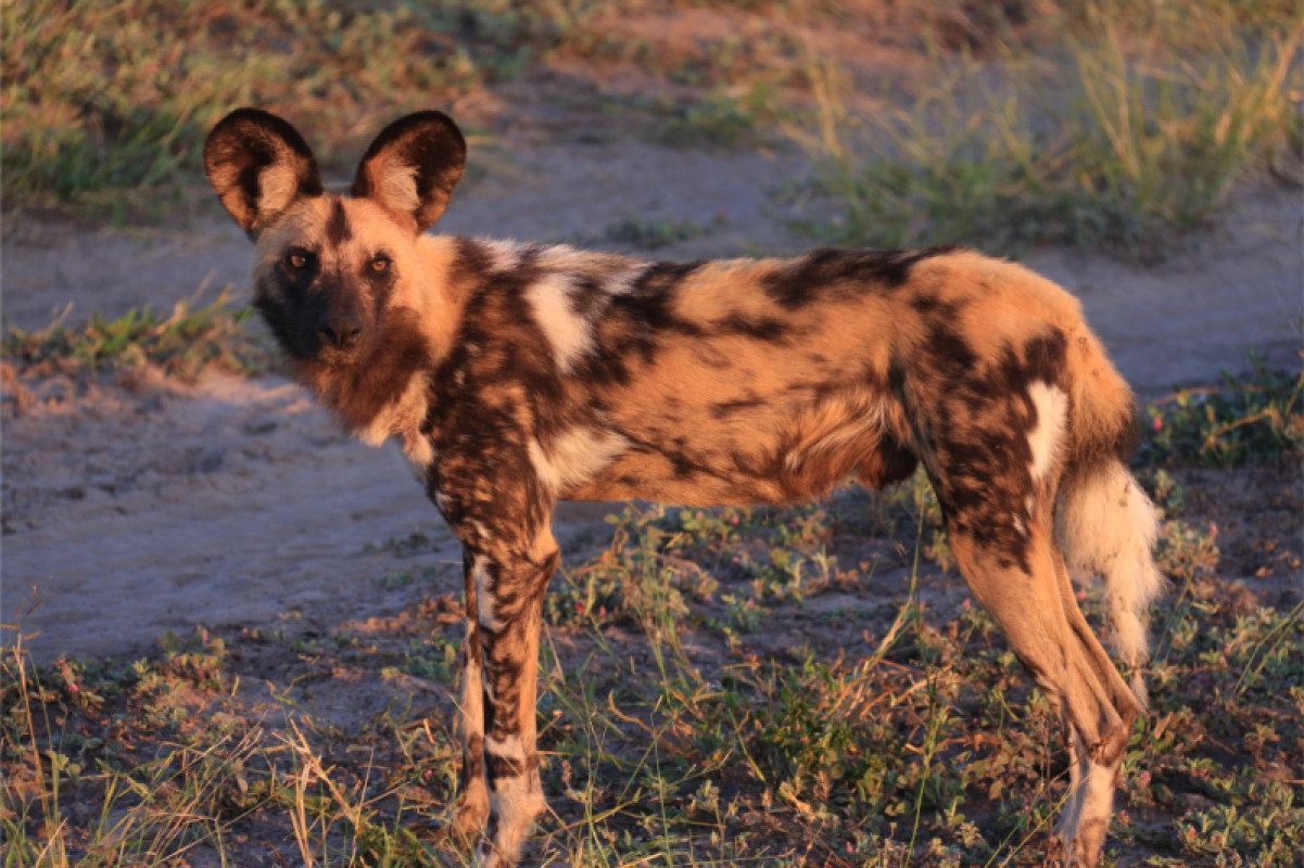 Savuti Marsh