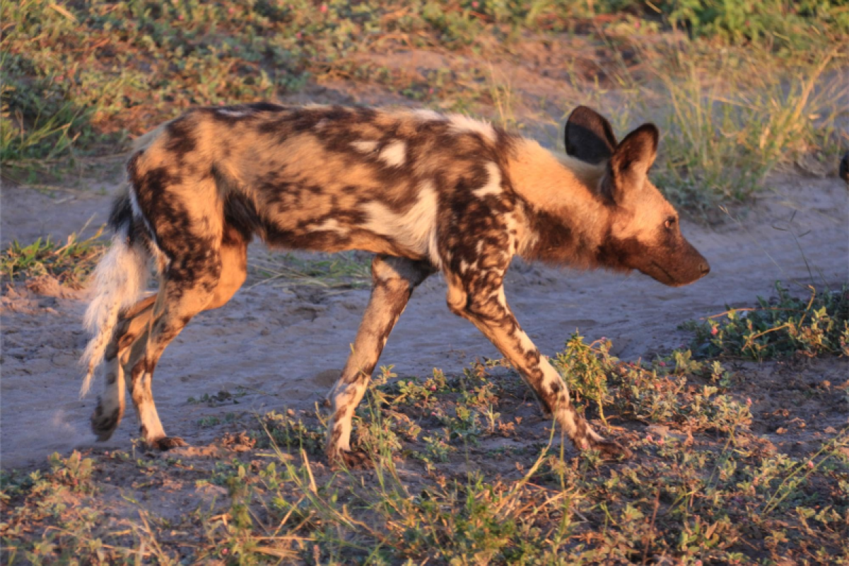 Savuti Marsh