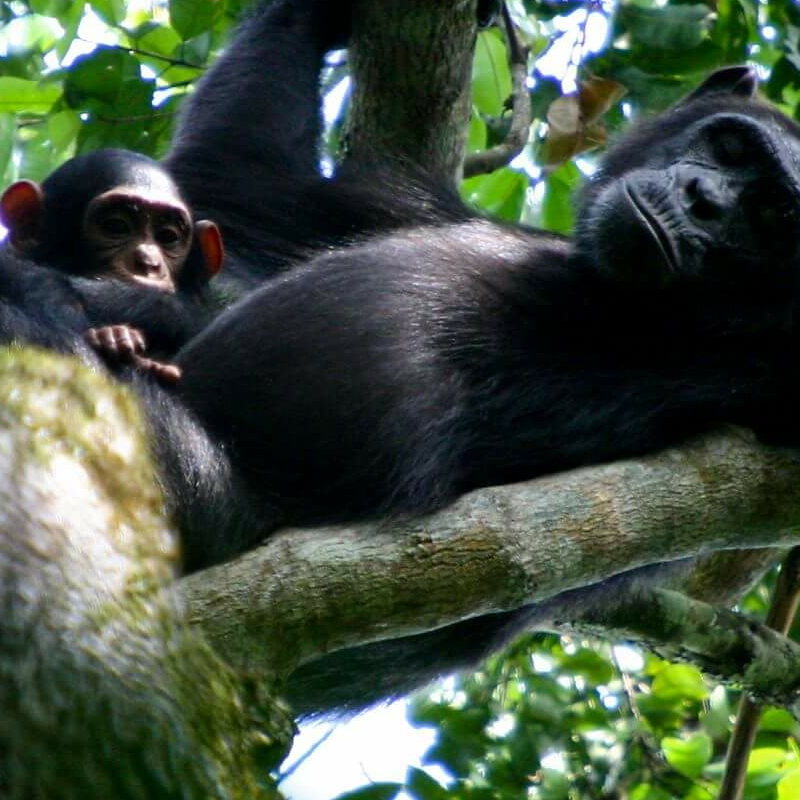 Semliki Reserve