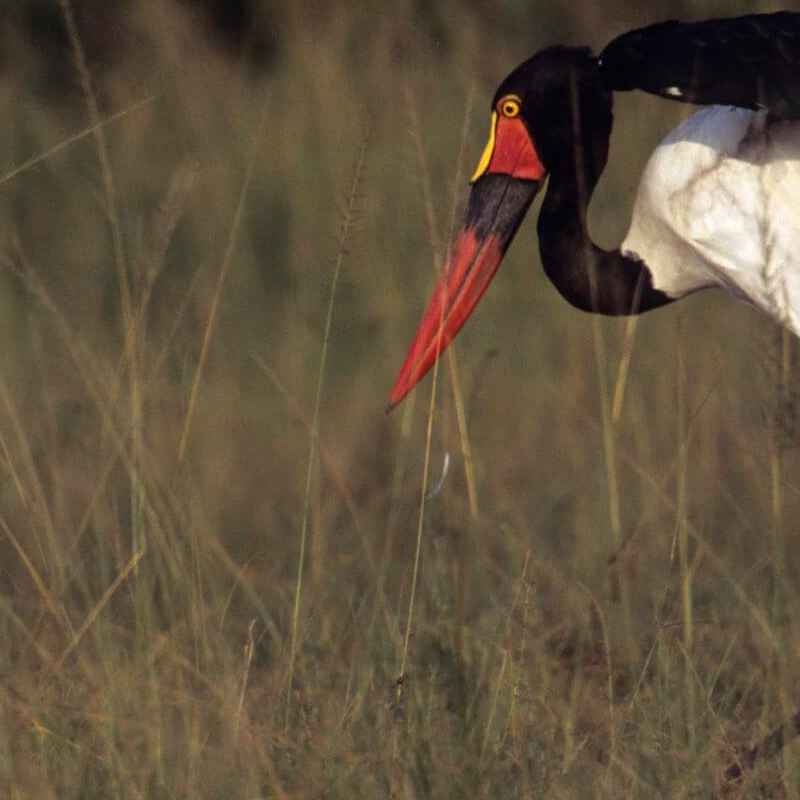 Semliki Reserve