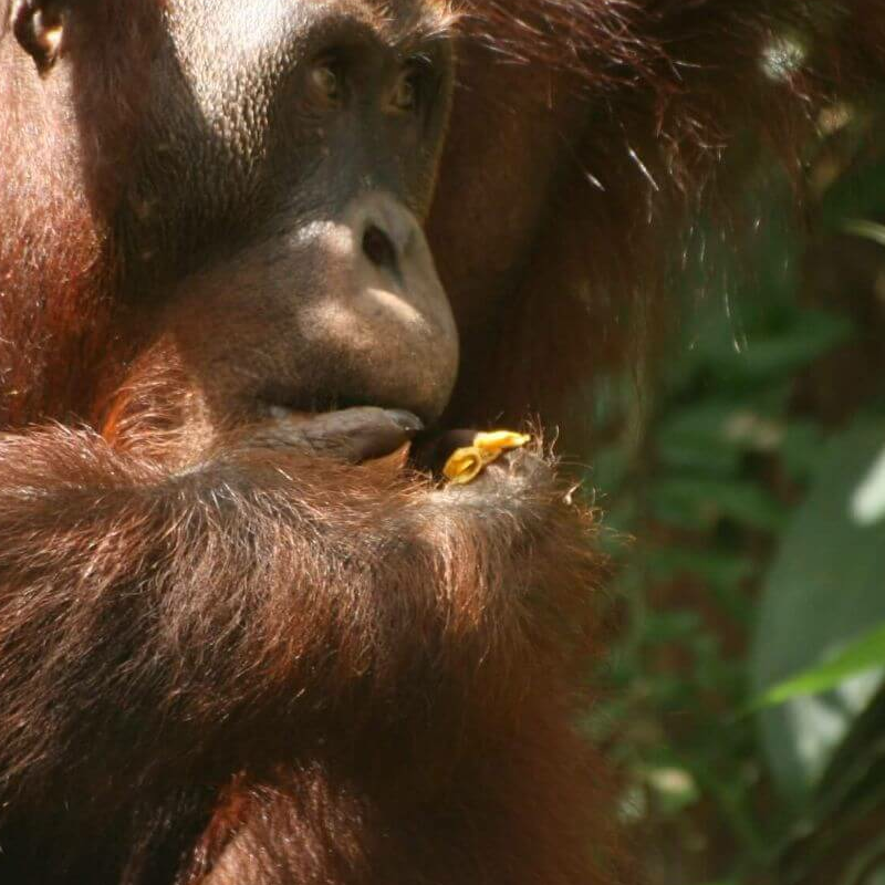Semmenggoh Nature Reserve
