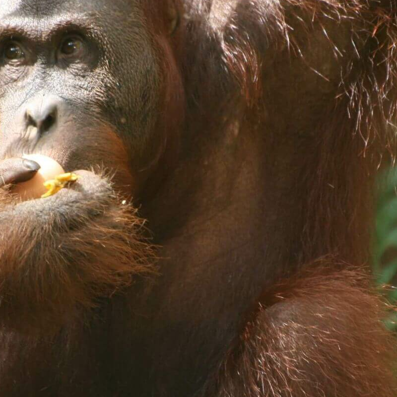 Semmenggoh Nature Reserve