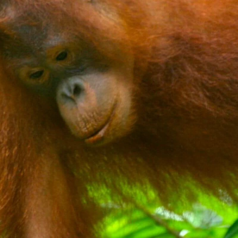 Semmenggoh Nature Reserve