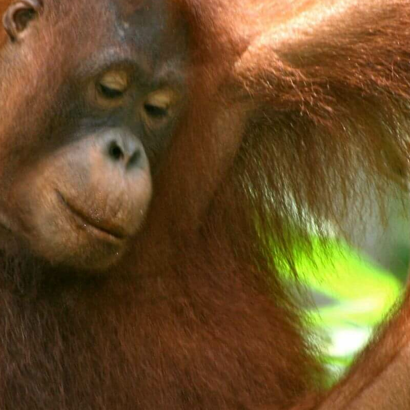 Semmenggoh Nature Reserve