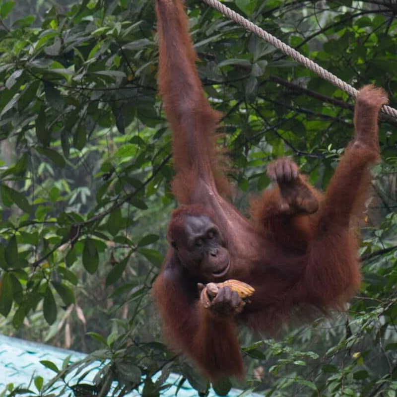 Semmenggoh Nature Reserve