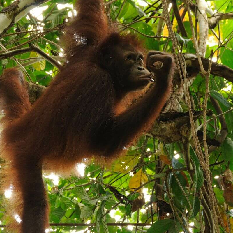 Borneo Komplett plus Badeverlängerung