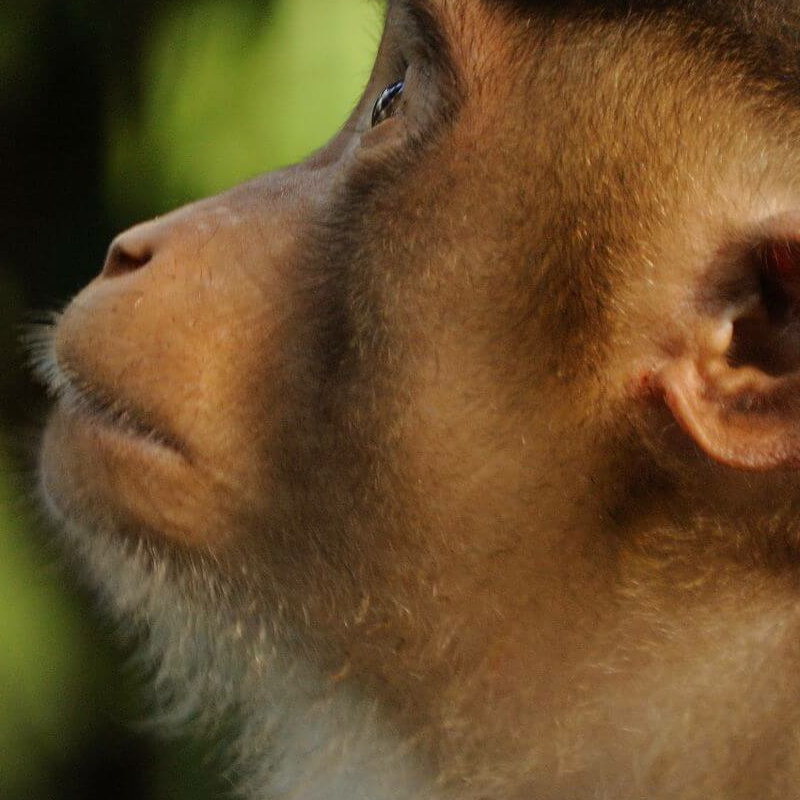 Borneo Komplett plus Badeverlängerung