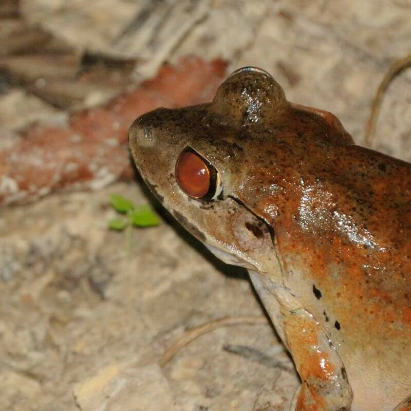 Borneo Komplett plus Badeverlängerung