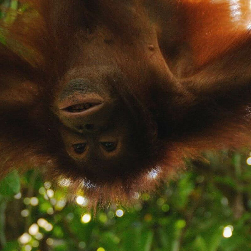 Borneo Komplett plus Badeverlängerung