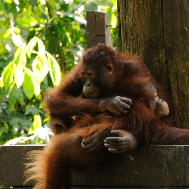 Borneo Komplett plus Badeverlängerung