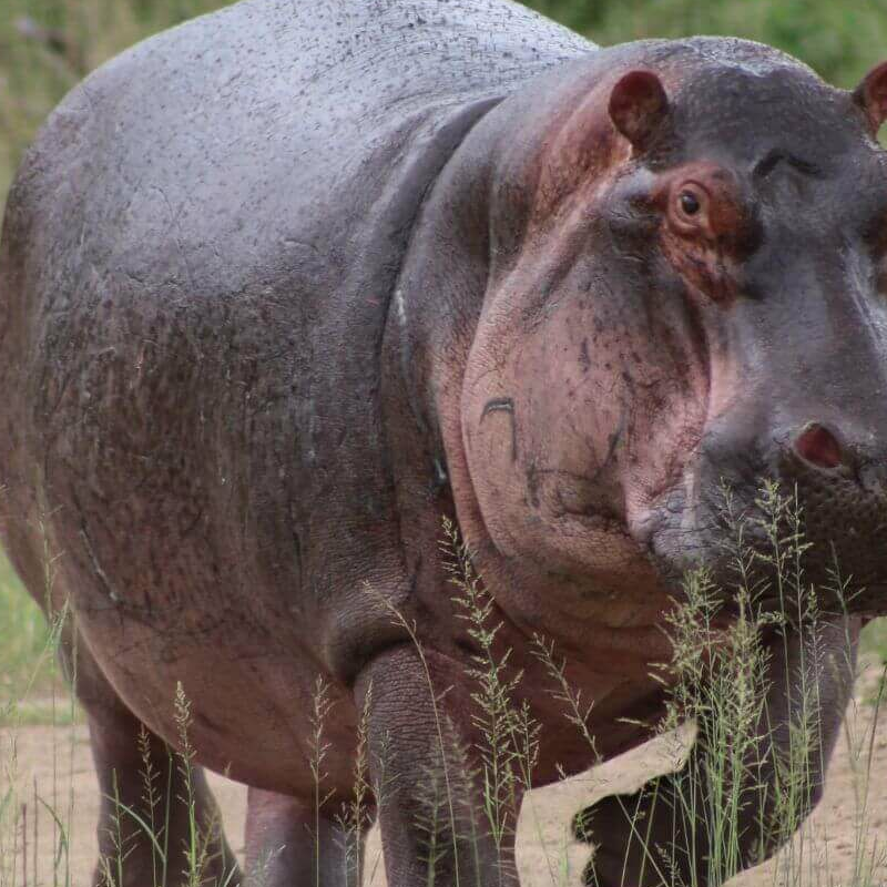 Grumeti-Fluss Safari und die Buschmänner von Lake Eyasi