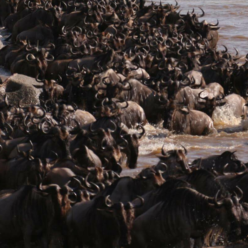 Grumeti-Fluss Safari und die Buschmänner von Lake Eyasi