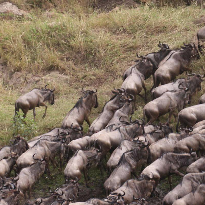 Grumeti-Fluss Safari und die Buschmänner von Lake Eyasi