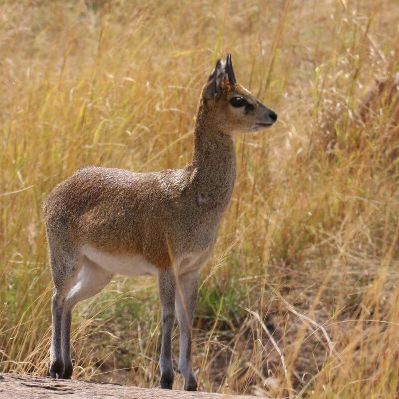 Grumeti-Fluss Safari und die Buschmänner von Lake Eyasi
