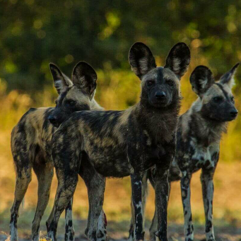 Simbabwe