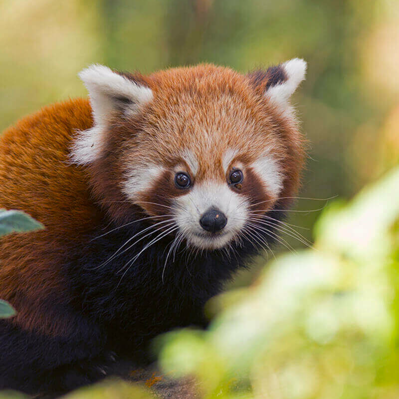 Indien rote Panda-Safari
