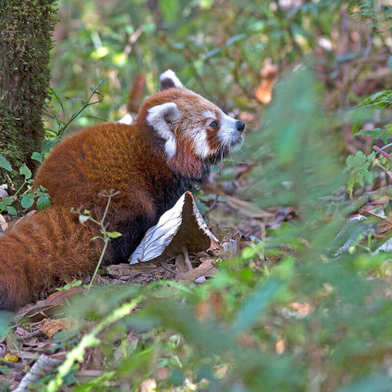 Indien rote Panda-Safari